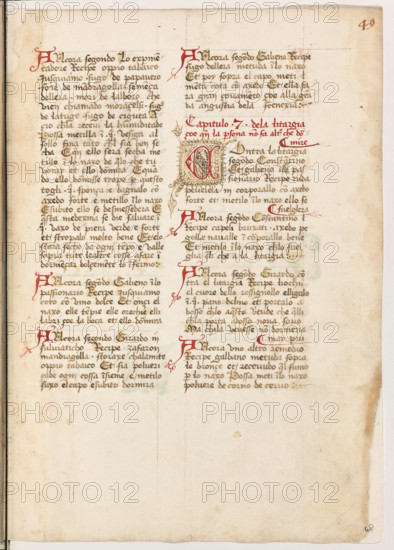 Erbario di Trento (Manoscritto n° 1591), XVI secolo, carta 48 recto.

[ENG]
Herbarium of Trento (Manuscript No. 1591), 16th century, page 48 recto.
Museo provinciale d'arte - Caste, Trento (TN), Trentino Alto Adige - Südtirol, Italia - Italy