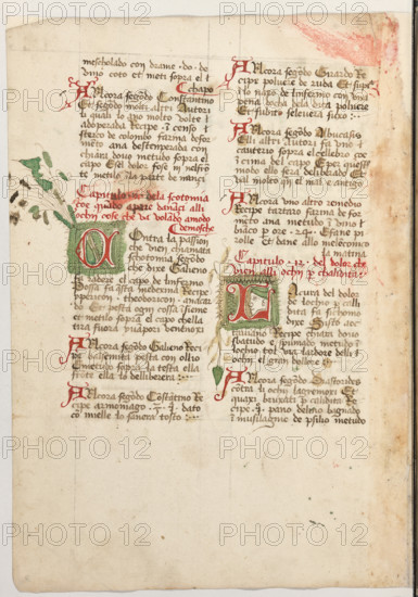 Erbario di Trento (Manoscritto n° 1591), XVI secolo, carta 49 verso.

[ENG]
Herbarium of Trento (Manuscript No. 1591), 16th century, page 49 verso.
Museo provinciale d'arte - Caste, Trento (TN), Trentino Alto Adige - Südtirol, Italia - Italy