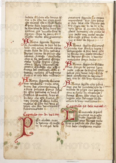 Erbario di Trento (Manoscritto n° 1591), XVI secolo, carta 54 verso.

[ENG]
Herbarium of Trento (Manuscript No. 1591), 16th century, page 54 verso.
Museo provinciale d'arte - Caste, Trento (TN), Trentino Alto Adige - Südtirol, Italia - Italy
