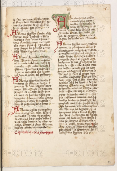 Erbario di Trento (Manoscritto n° 1591), XVI secolo, carta 55 recto.

[ENG]
Herbarium of Trento (Manuscript No. 1591), 16th century, page 55 recto.
Museo provinciale d'arte - Caste, Trento (TN), Trentino Alto Adige - Südtirol, Italia - Italy