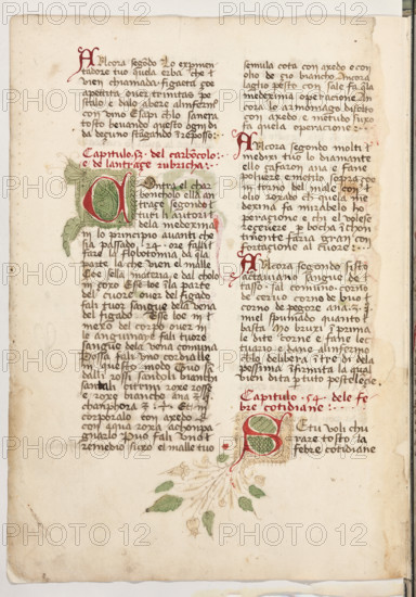 Erbario di Trento (Manoscritto n° 1591), XVI secolo, carta 61 verso.

[ENG]
Herbarium of Trento (Manuscript No. 1591), 16th century, page 61 verso.
Museo provinciale d'arte - Caste, Trento (TN), Trentino Alto Adige - Südtirol, Italia - Italy