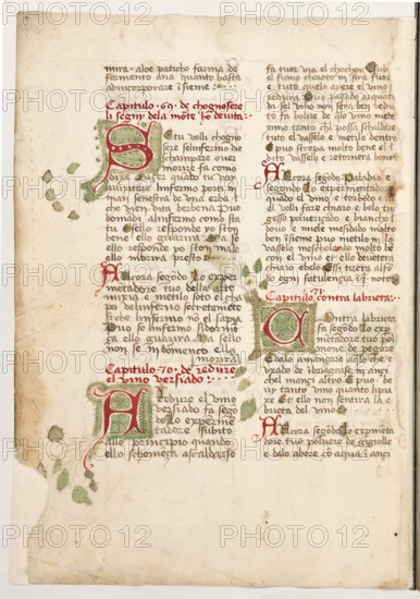 Erbario di Trento (Manoscritto n° 1591), XVI secolo, carta 63 verso.

[ENG]
Herbarium of Trento (Manuscript No. 1591), 16th century, page 63 verso.
Museo provinciale d'arte - Caste, Trento (TN), Trentino Alto Adige - Südtirol, Italia - Italy
