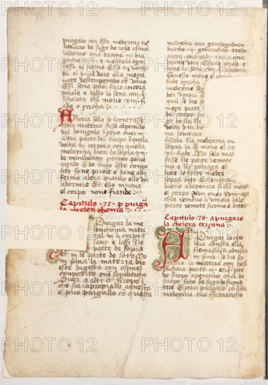 Erbario di Trento (Manoscritto n° 1591), XVI secolo, carta 64 verso.

[ENG]
Herbarium of Trento (Manuscript No. 1591), 16th century, page 64 verso.
Museo provinciale d'arte - Caste, Trento (TN), Trentino Alto Adige - Südtirol, Italia - Italy
