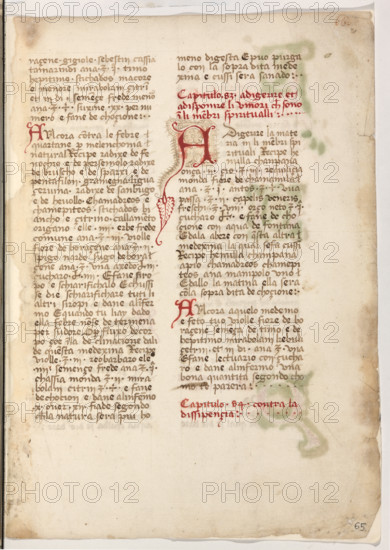 Erbario di Trento (Manoscritto n° 1591), XVI secolo, carta 65 recto.

[ENG]
Herbarium of Trento (Manuscript No. 1591), 16th century, page 65 recto.
Museo provinciale d'arte - Caste, Trento (TN), Trentino Alto Adige - Südtirol, Italia - Italy