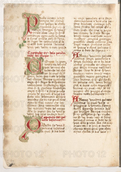 Erbario di Trento (Manoscritto n° 1591), XVI secolo, carta 65 verso.

[ENG]
Herbarium of Trento (Manuscript No. 1591), 16th century, page 65 verso.
Museo provinciale d'arte - Caste, Trento (TN), Trentino Alto Adige - Südtirol, Italia - Italy