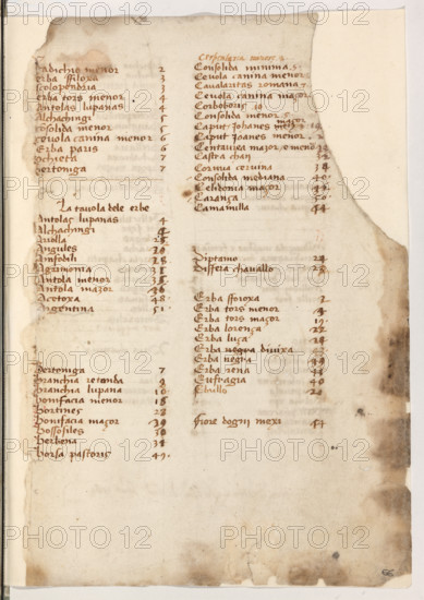 Erbario di Trento (Manoscritto n° 1591), XVI secolo, carta 66 recto.

[ENG]
Herbarium of Trento (Manuscript No. 1591), 16th century, page 66 recto.
Museo provinciale d'arte - Caste, Trento (TN), Trentino Alto Adige - Südtirol, Italia - Italy