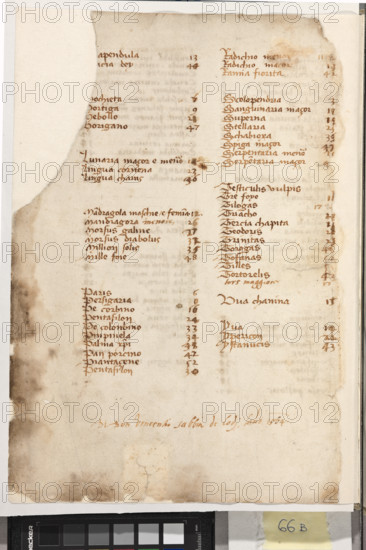 Erbario di Trento (Manoscritto n° 1591), XVI secolo, carta 66 verso.

[ENG]
Herbarium of Trento (Manuscript No. 1591), 16th century, page 66 verso.
Museo provinciale d'arte - Caste, Trento (TN), Trentino Alto Adige - Südtirol, Italia - Italy