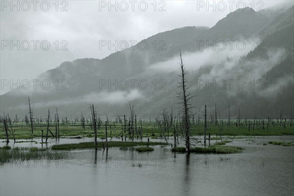 Paysage marécageux d'Anchorage ravagé par un tsunami, Alaska