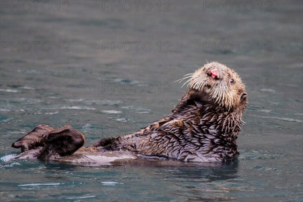 Loutre de mer en Alaska