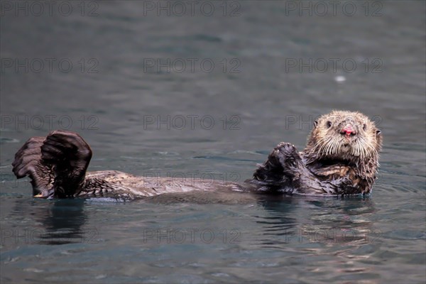 Loutre de mer en Alaska