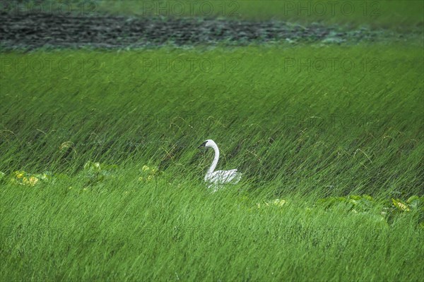 Cygne dans un marécage, près d'Anchorage en Alaska