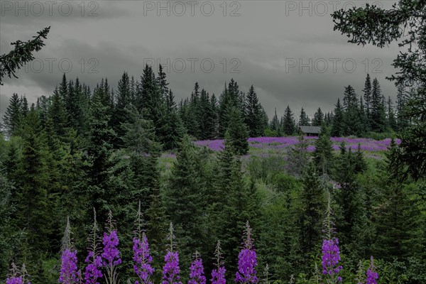 Lupins près d'Anchorage, Alaska