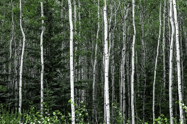 Forêt de bouleaux dans l'île de Kodiak, Alaska