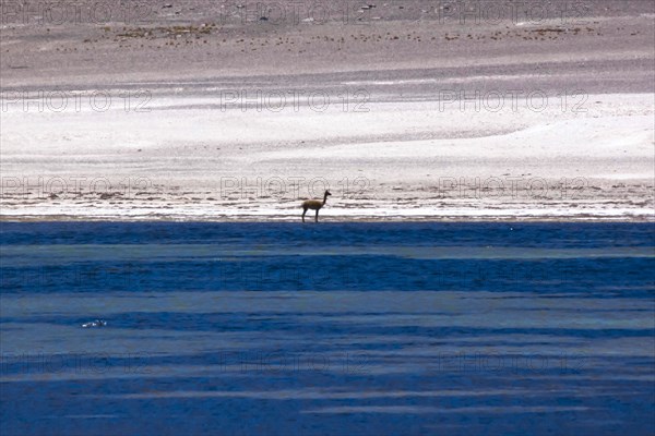 Vicugna in the Atacama desert, Chile and Bolivia