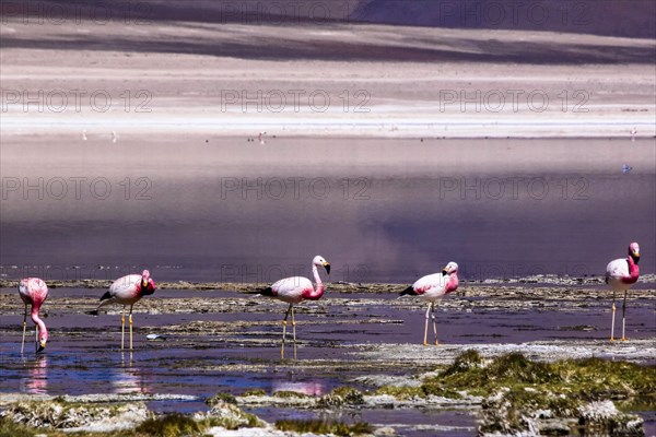 Flamands rose des Andes dans le salar d'Atacama, Chili et Bolivie