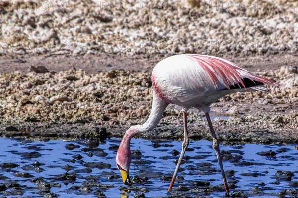 Flamand rose des Andes dans le salar d'Atacama, Chili et Bolivie