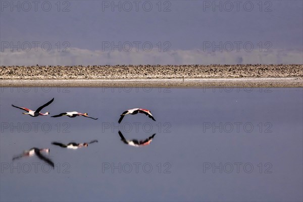 Flying pink flamingos in the salar de Atacama, Chile and Bolivia