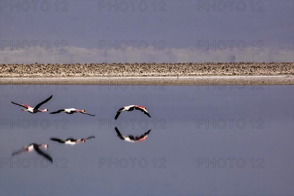 Flamands rose des Andes en train de voler dans le salar d'Atacama, Chili et Bolivie