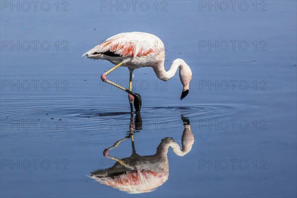 Flamand rose des Andes et son reflet dans le salar d'Atacama, Chili et Bolivie