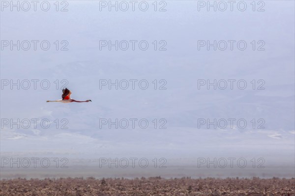Flamand rose des Andes en train de voler dans le salar d'Atacama, Chili et Bolivie