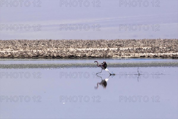 Pink flamingo from the Andes in the salar de Atacama, Chile and Bolivia