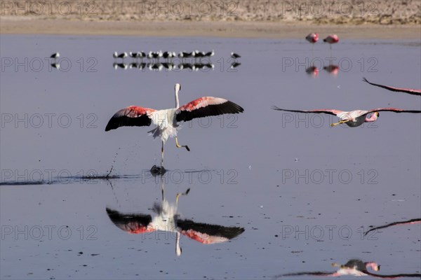 Flamands rose des Andes dans le salar d'Atacama, Chili et Bolivie