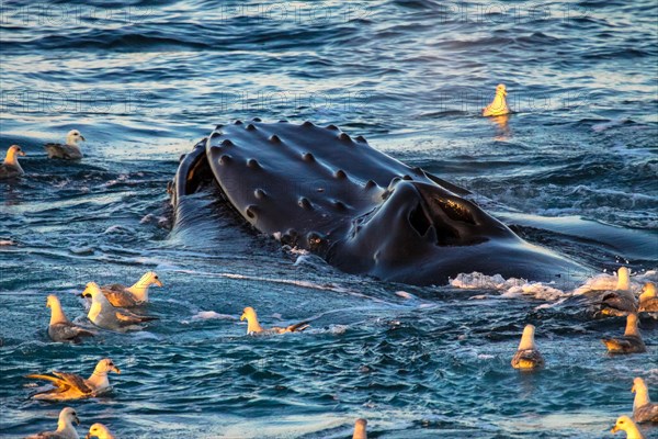 Baleine à bosse, Svalbard, Norvège