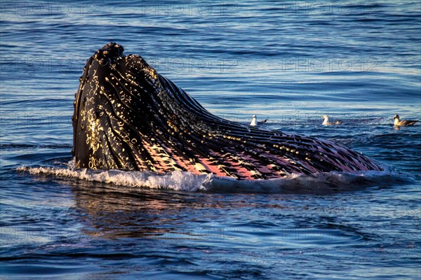 Baleine à bosse, Svalbard, Norvège