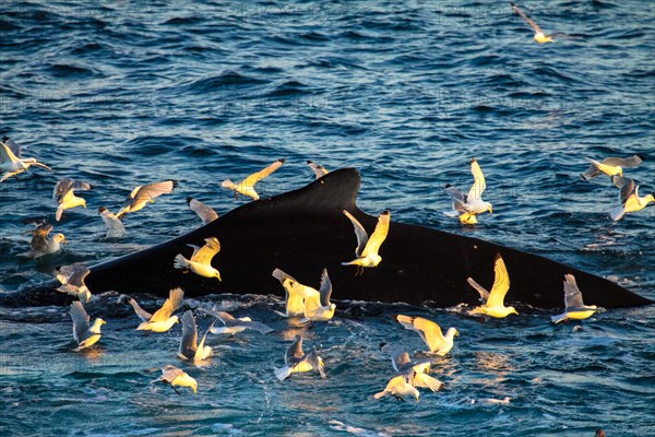 Baleine à bosse, Svalbard, Norvège