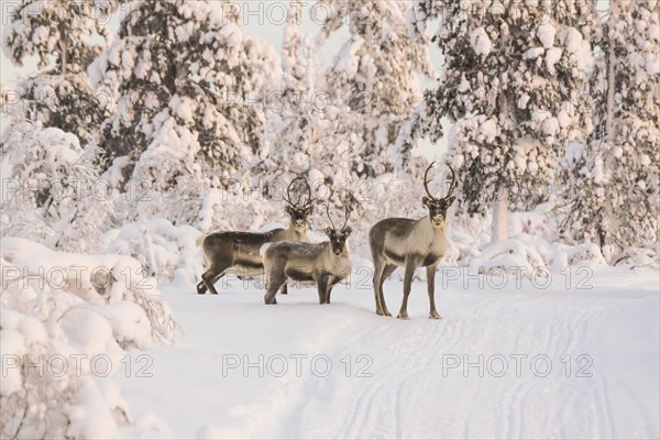 Reindeers near Ivalo, Finland