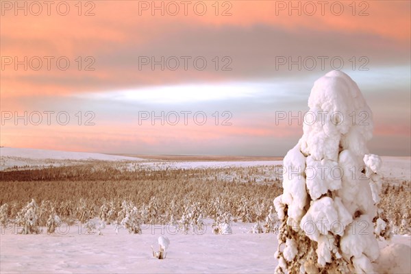 Landscape covered in snow, Lapland, Finland