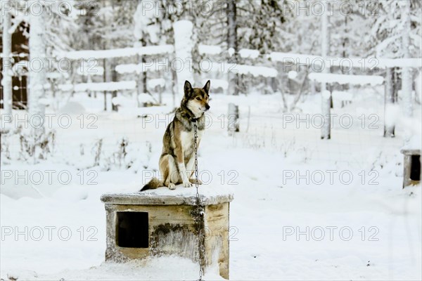 Husky on top of its kennel, Lapland, Finland