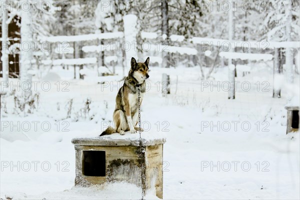 Chien de traîneau sur sa niche, Laponie, Finlande