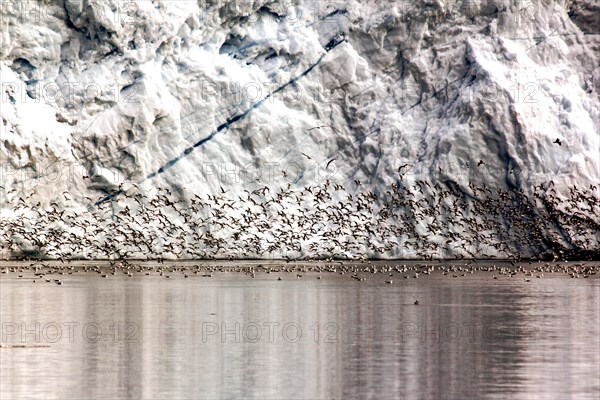 Détail d'iceberg  et nuée d'oiseaux au Groenland