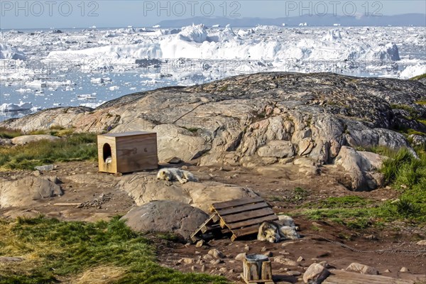 Chiens de traîneau près de leur niche, Ilulissat, Groenland