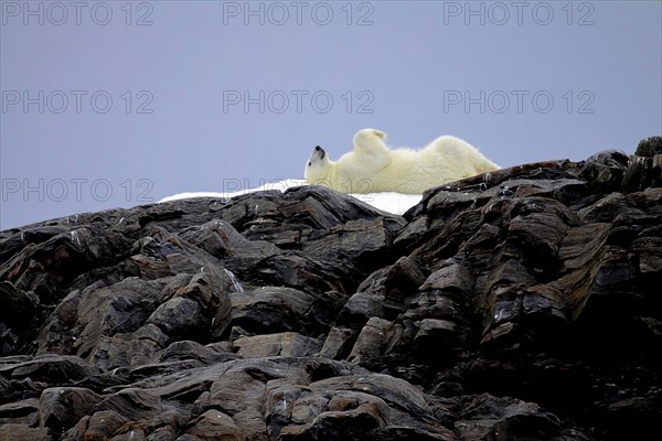 Polar bear in the North Pole