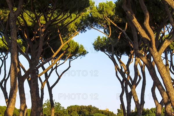 Jardin de Sant'Alessio, Rome, Italie