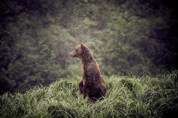 Ours Kodiak, île de Kodiak, Alaska