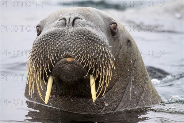 Morse à Svalbard, Norvège