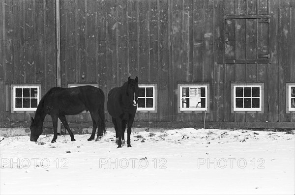 Horses by Barn in Snow