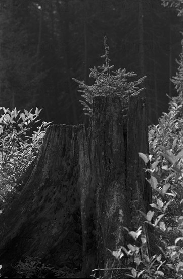 Young Tree Growing Behind Large Tree Stump