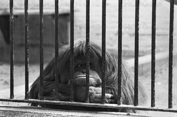 Orangutan Behind Bars