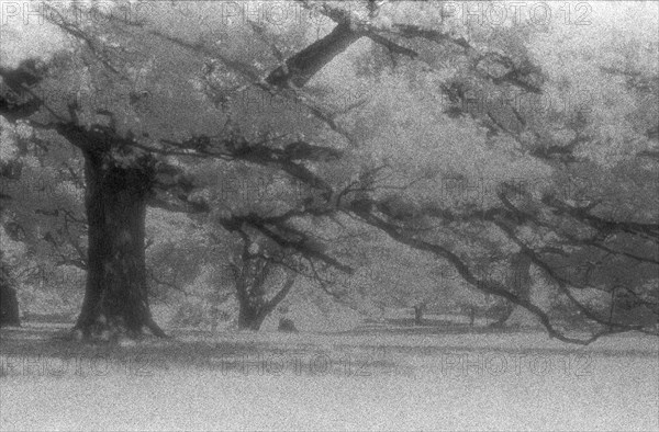 Large Tree in Field