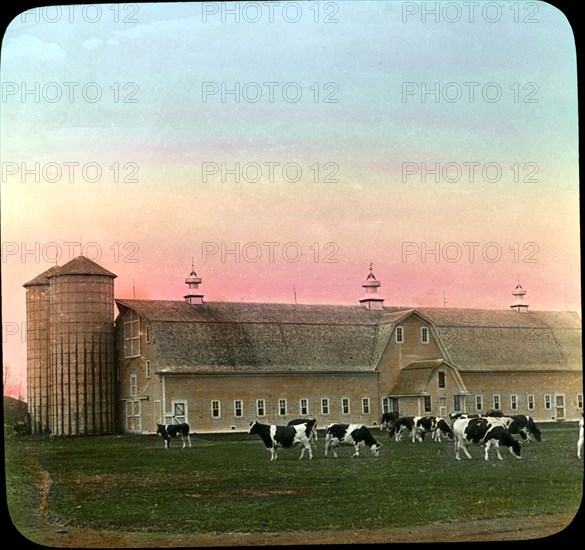 Holstein Cattle, Dairy Barns and Silos, Moorhead, Minnesota, USA, Magic Lantern Slide, circa 1910