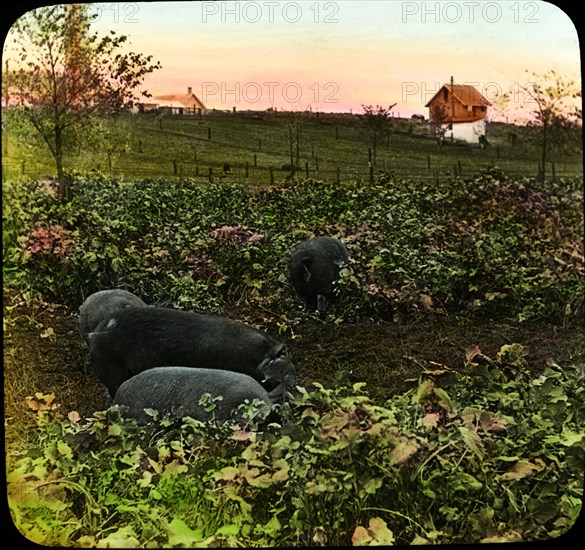 Hogs in Rape Pasture, Agricultural Experiment Station, Ames, Iowa, USA, Magic Lantern Slide, circa 1910