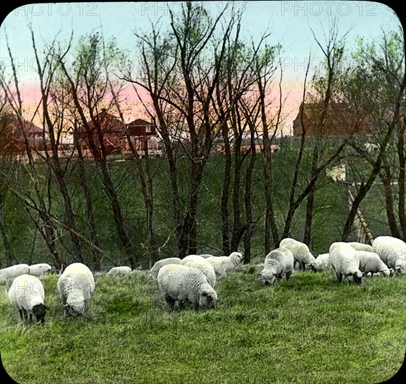 Choice Schropshire, Oxford and Cotswold Sheep, Iowa State University, Ames, Iowa, USA, Magic Lantern Slide, circa 1910