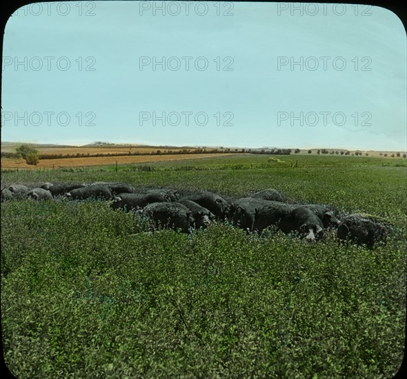 Hogs in Alfalfa Pasture, Effingham, Kansas, USA, Magic Lantern Slide, circa 1910