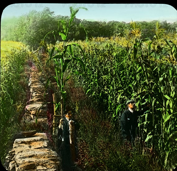 Two Men in Cornfield, Kansas, USA, Magic Lantern Slide, circa 1910