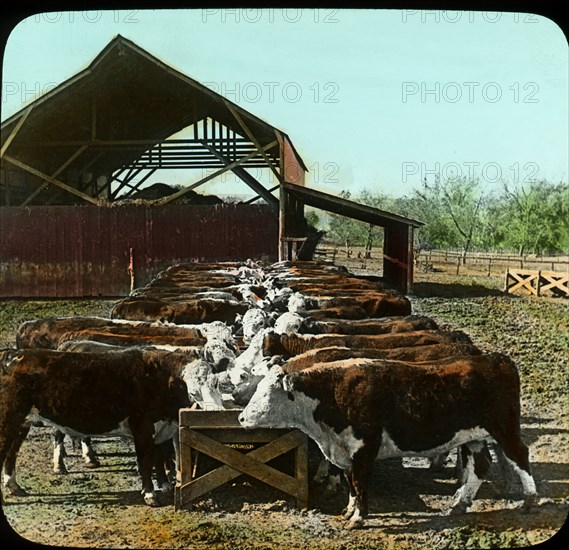 Hereford Cattle in Feeding Pens, Manhattan, Kansas, USA, Magic Lantern Slides, circa 1910