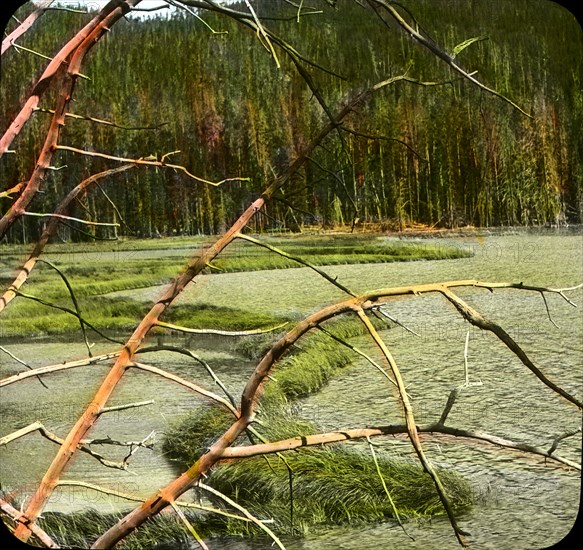 Beaver Dam, Yellowstone National Park, Wyoming, USA, Magic Lantern Slide, circa 1910